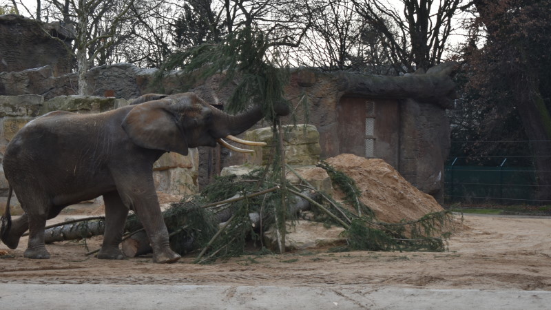 Dresdner Elefanten futtern WTC-Weihnachtsbaum!  Foto: MeiDresden.de