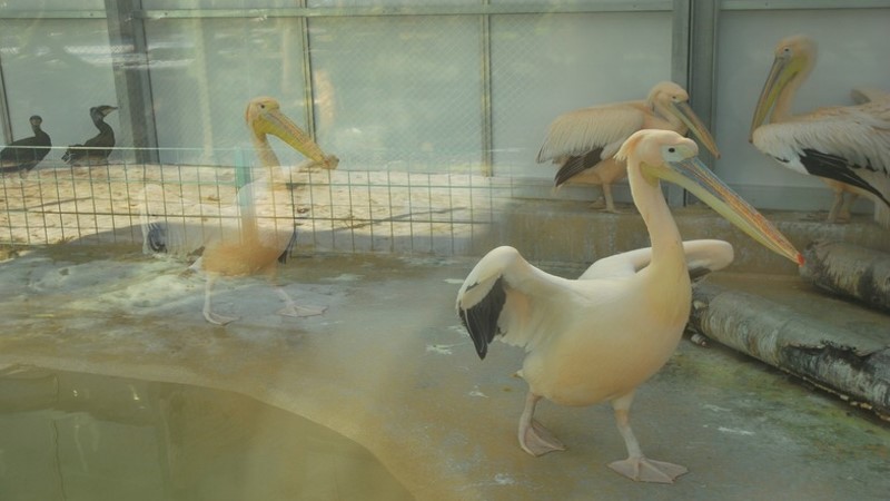 Vogelgrippe hat Sachsen erreicht - Friedrich-Loeffler-Institut stuft Ausbreitung als hoch ein  Foto: Zoo Dresden - Archiv 2017 MeiDresden.de