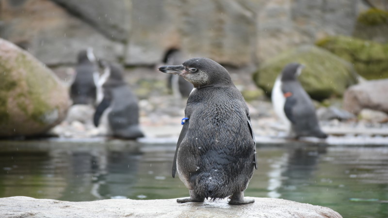 Endlich wieder Zooluft in Dresden schnuppern - Pinguiene, die ersten haben ihre Eier legt.   Foto: MeiDresden.de