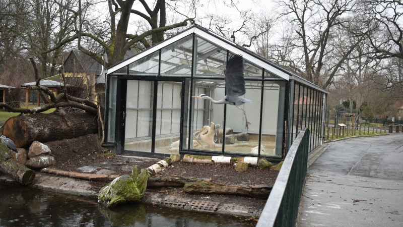 Endlich wieder Zooluft in Dresden schnuppern - Fischreiher am Pelikanhaus  Foro: MeiDresden.de