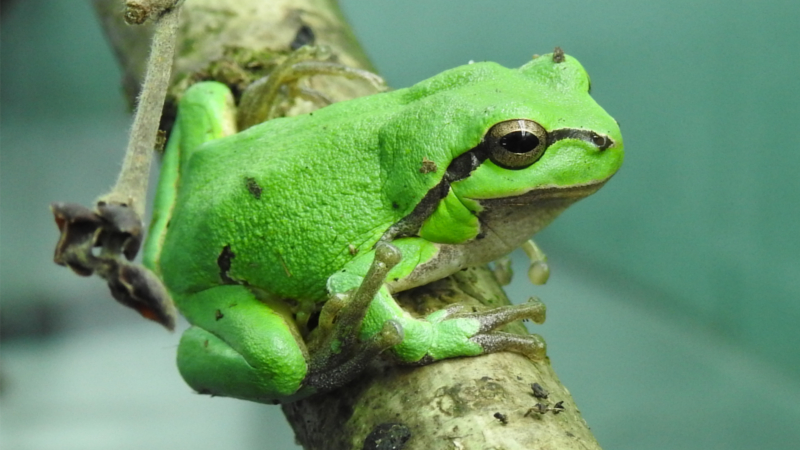 „Save The Frogs Day“ am 24. April: Amphibien in der Krise - Laubfrosch Foto: Museum  Loebbecke