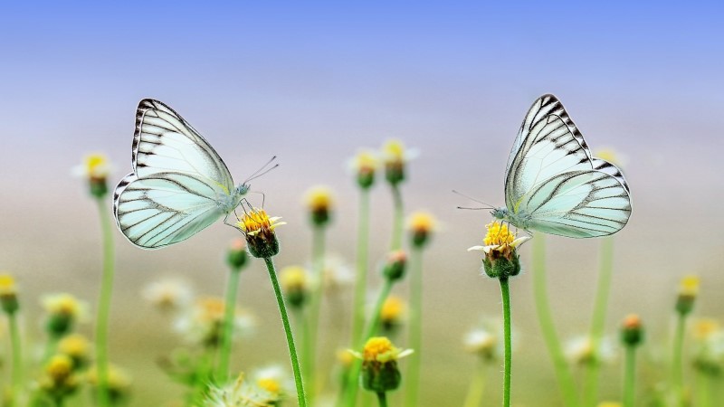 Sachsenweiter »Tag der offenen Schmetterlingswiesen«  Foto: Ronny Overhate/Pixabay