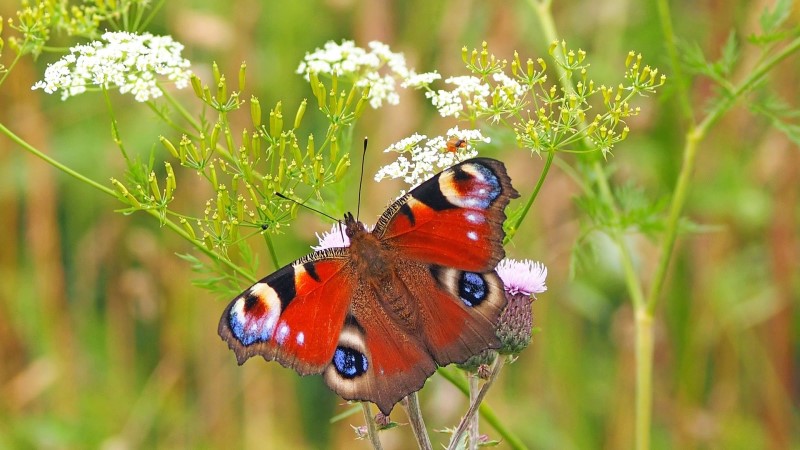 Sachsenweiter »Tag der offenen Schmetterlingswiesen«  Foto: kie ker/Pixabay