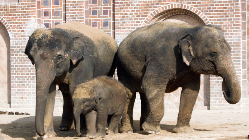 Elefantenbulle Kiran (mi) mit Mutter Rani (l) und Thuza (re) Foto: © Zoo Leipzig 