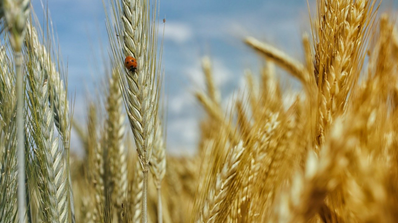 Getreideanbau überwiegt auch 2021 auf sächsischem Ackerland - Kartoffelanbau deutlich zurückgegangen © Symbolfoto(Pixabay)