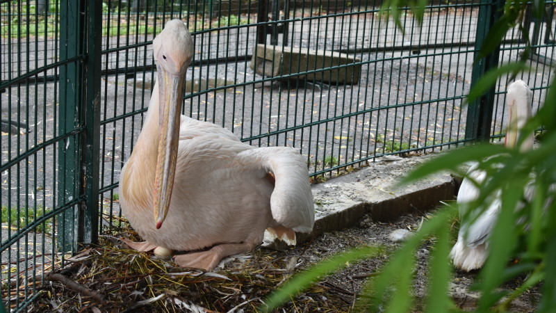 Sensation bei den Pelikanen im Zoo Dresden  Foito: MeiDresden.de/Mike Schiller
