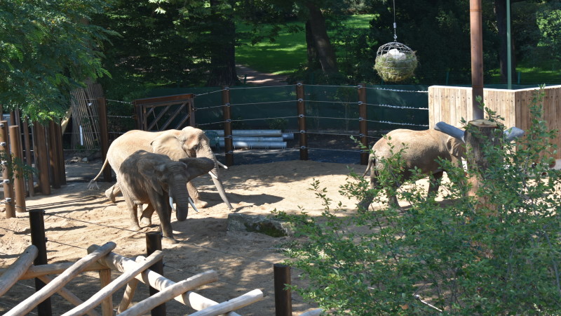 Erweiterung der Außenanlagen für die Dresdner Elefanten fertiggestellt.  Foto: © MeiDresden.de/Mike Schiller