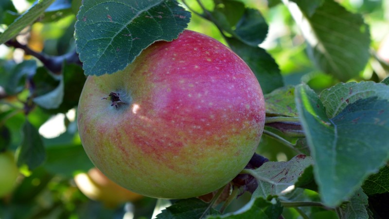 Diesjährige Apfelernte gestartet   Foto: bernswaelz/pixabay