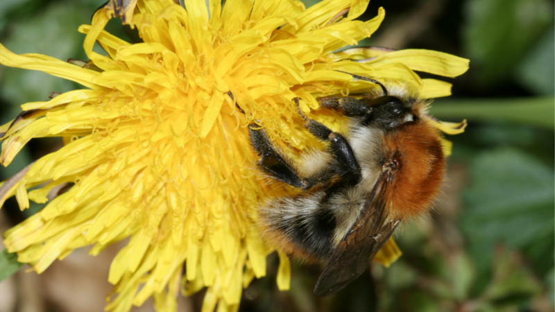 NABU: Weniger Wespen, mehr Holzbienen - Ackerhummel ©NABU Helge May
