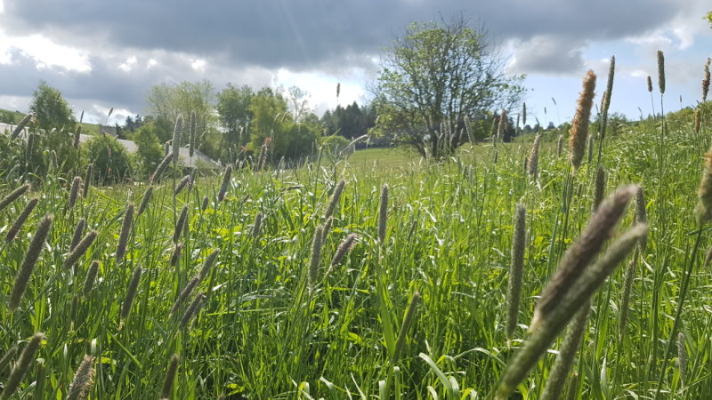 Bergwiese am Hüttenteich in Geising  © MeiDresden.de