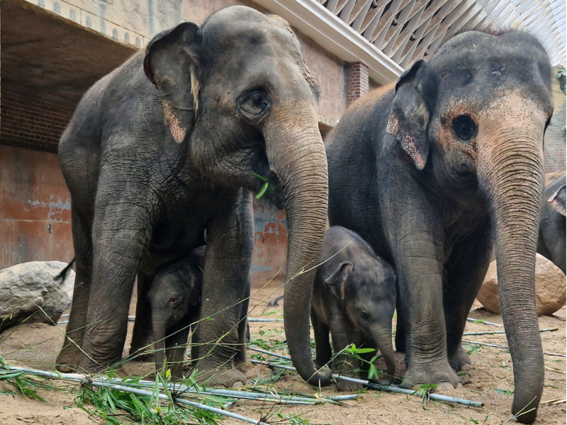 Thuza mit Tochter und Pantha mit Sohn Akito ©Zoo Leipzig