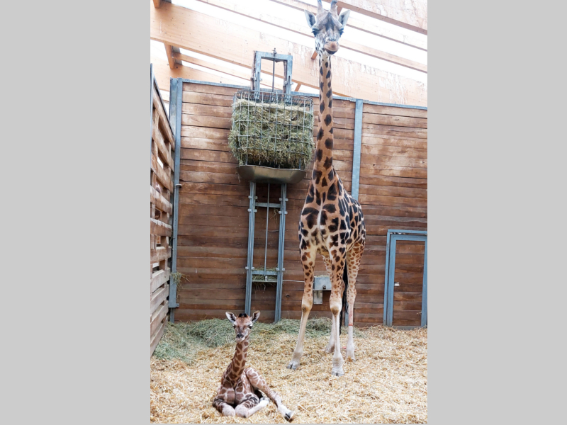 Giraffenkuh Sipiwe mit ihrer Tochter am Tag der Geburt ©Zoo Leipzig