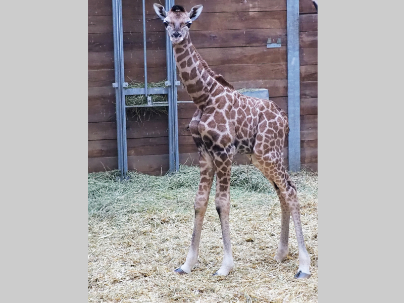 Sipiwes Tochter Einzelaufnahme ©Zoo Leipzig