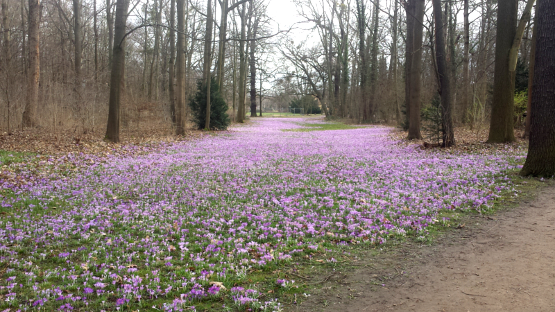 Eine der wunderschön blühenden Krokuswiesen im Großen Garten an der Querallee ©MeiDresden.de