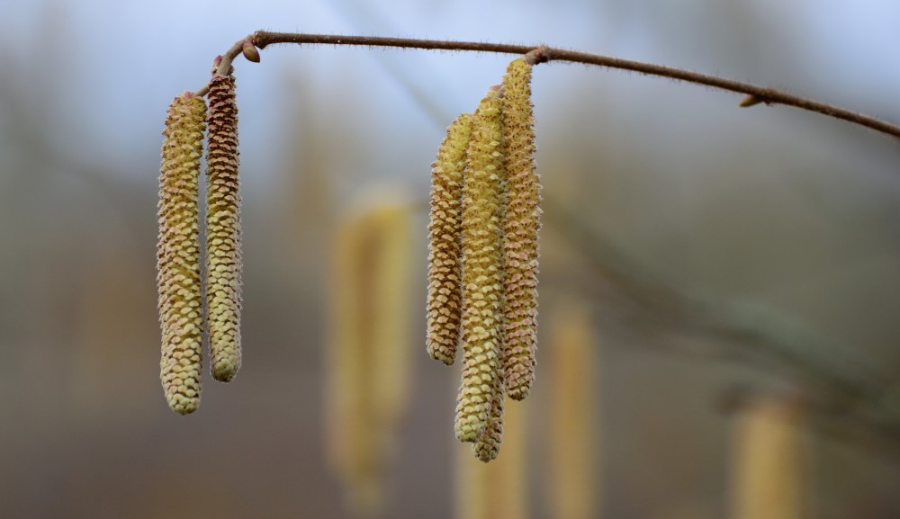 Birkenpollen - Foto: Pixabay