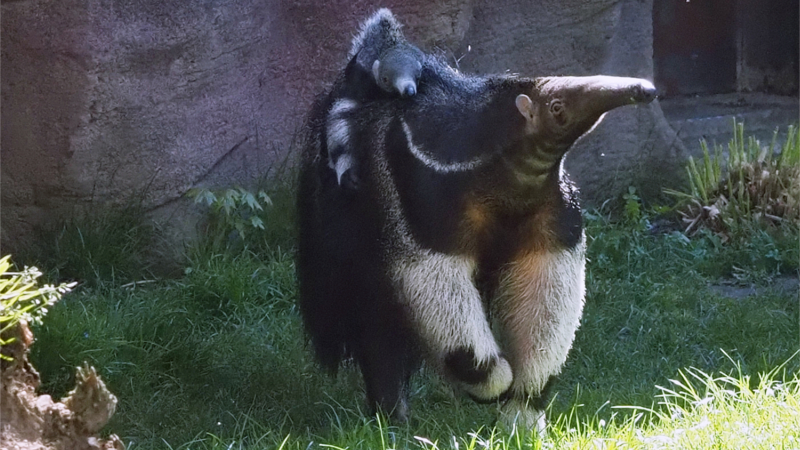Ameisenbären Jungtier auf dem Rücken der Mutter ©Zoo Leipzig