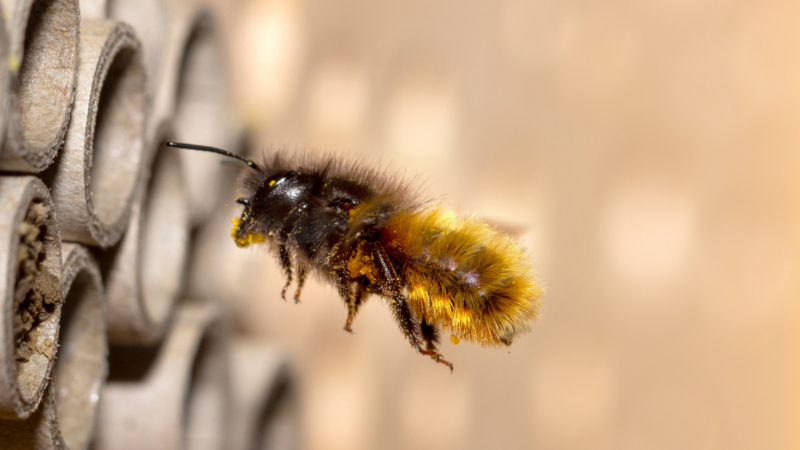 Eröffnung des Wildbienenlehrpfades in Radebeul ©Symbolfoto (Pixabay)