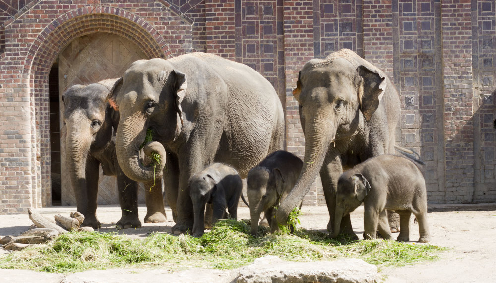 Elefantenherde mit Jungtieren   Foto:  Zoo Leipzig