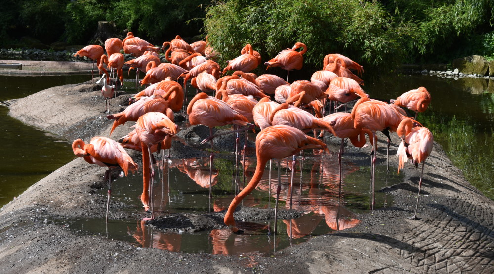 Flamingoanlage im Zoo Dresden Foto: © MeiDresden.de/Mike Schiller