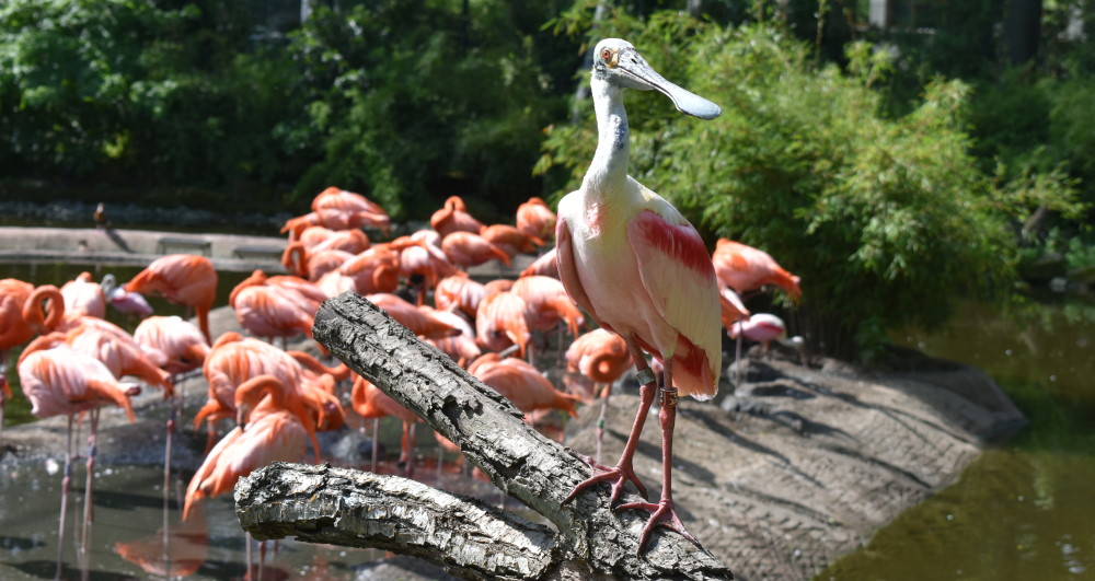 Flamingoanlage im Zoo Dresden Foto: © MeiDresden.de/Mike Schiller