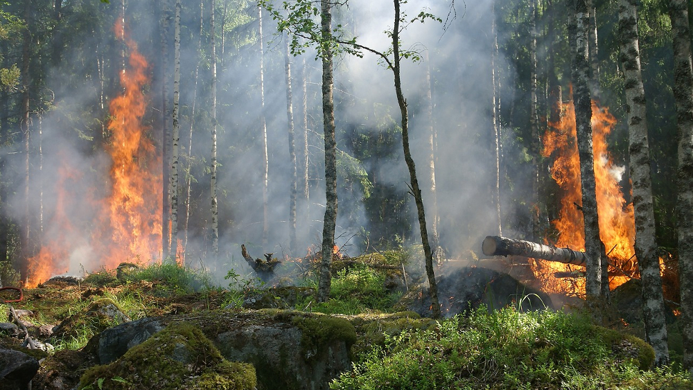 Offenes Feuer und Rauchen in Waldgebieten könen schnell zur Katastrophe führen ©Symbolfoto (Pixabay)