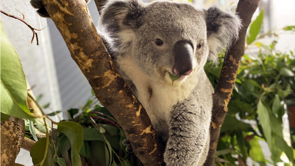 Koala Yuma in seinem neuen Gehege ©Zoo Leipzig