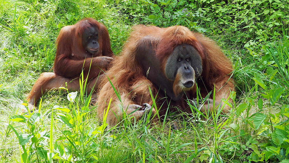 Orang Utan Mann Bimbo mit Weibchen auf der Außenanlage von Pongoland ©Zoo Leipzig