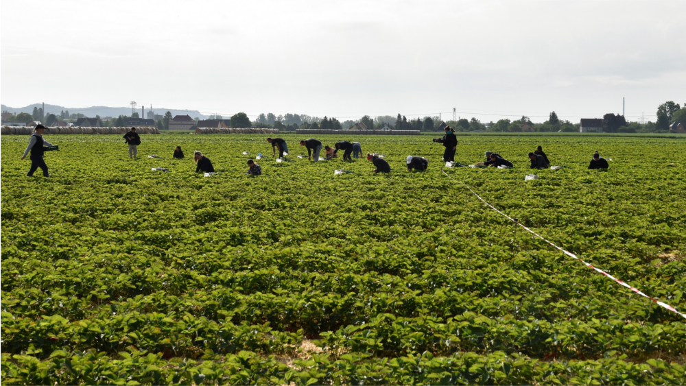 Erdbeerpflücker auf dem Feld in Coswig 2023 ©Landesverband Sächsisches Obst e.V