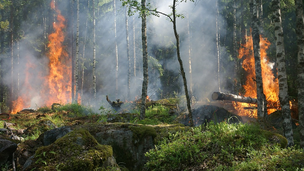 Vor dem Hintergrund aktueller Waldbrände und zunehmender Trockenheit ruft der NABU die Bevölkerung zur Vorsicht auf. ©Symbolbild (Pixabay)