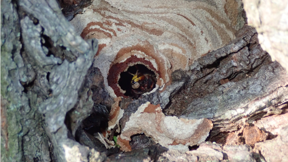 Hornissennest (Vespa crabro) in altem Kirschbaum ©NABU Andreas Hurtig