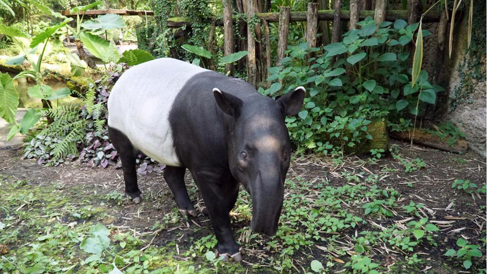 Tapirbulle Copashi auf der Anlage in Gondwanaland ©Zoo Leipzig