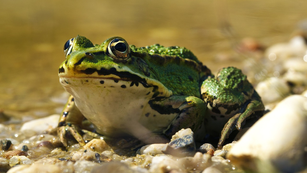 Frösche und andere Amphiebven haben es im Sommer schwer © SimoneVomFeld (Pixabay)