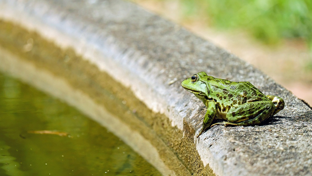 Gartenbesitzer können den Fröschen in der warmen Jahreszeit beim überleben helfen ©Symbolfoto (Pixabay)