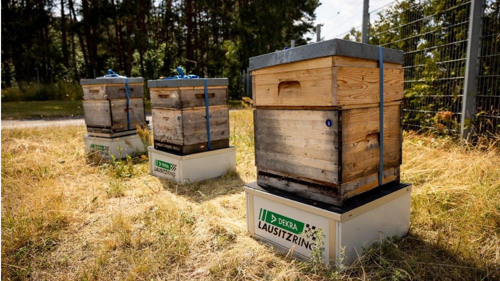 Am DEKRA Lausitzring wurde bisher eine Fläche von insgesamt 16.500 Quadratmetern gezielt als Bienenwiesen gestaltet. Auf den Flächen finden viele Wildbienenarten, aber auch eigens dort angesiedelte Bienenvölker Nahrung. ©DEKRA e. V. 