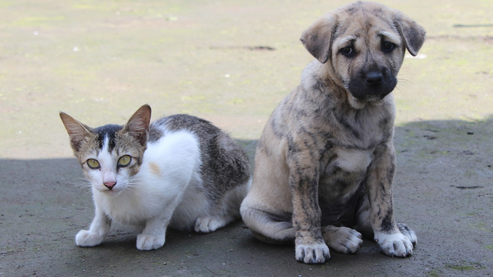 Wohin im Urlaub mit Hund und Katze? © Rohit Tripathi (Pixabay)