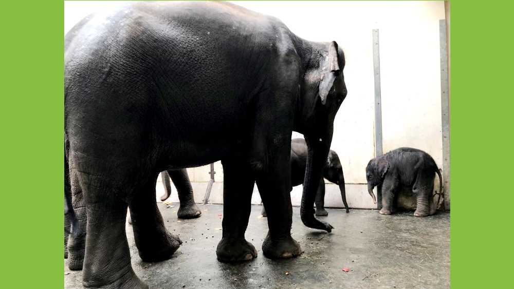 Rani und Jungtier Bao Ngoc begutachten den Neuankmmling ©Zoo Leipzig