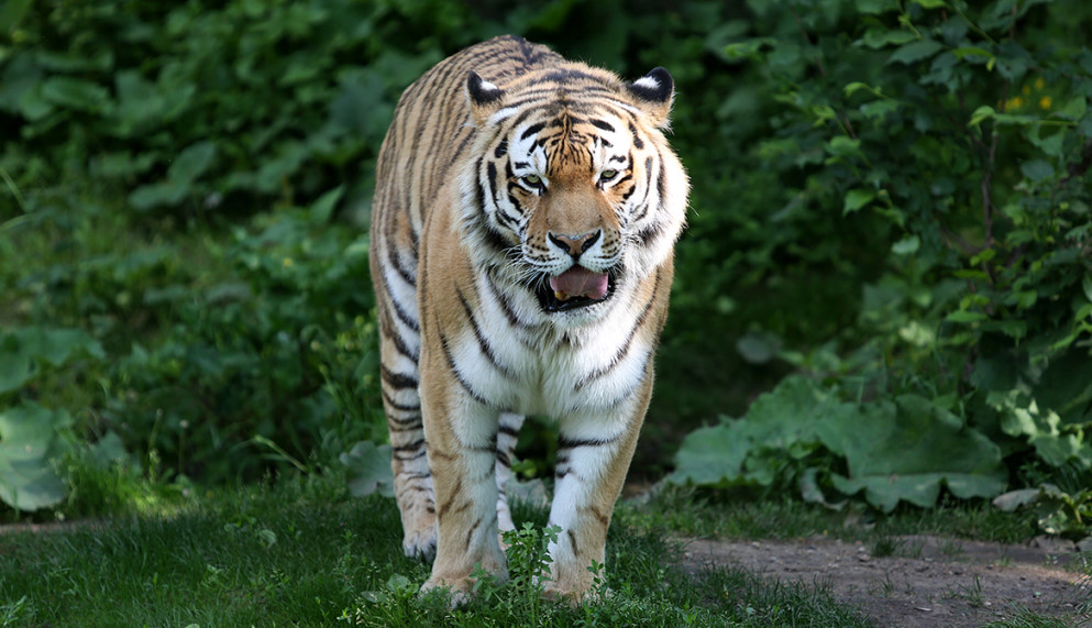  Amurtiger Kater Tomak auf der Aussenanlage   © Zoo Leipzig