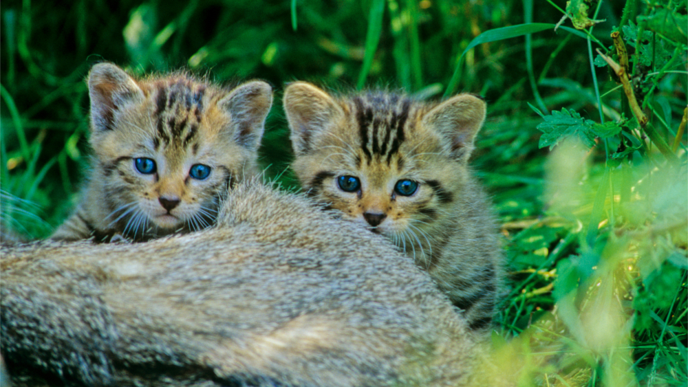 Junge Wildkatzen ©Thomas Stephan