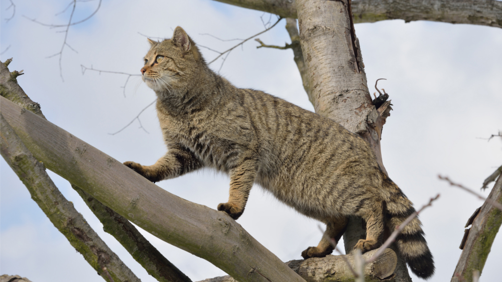 Wildkatze klettert ©Thomas Stephan