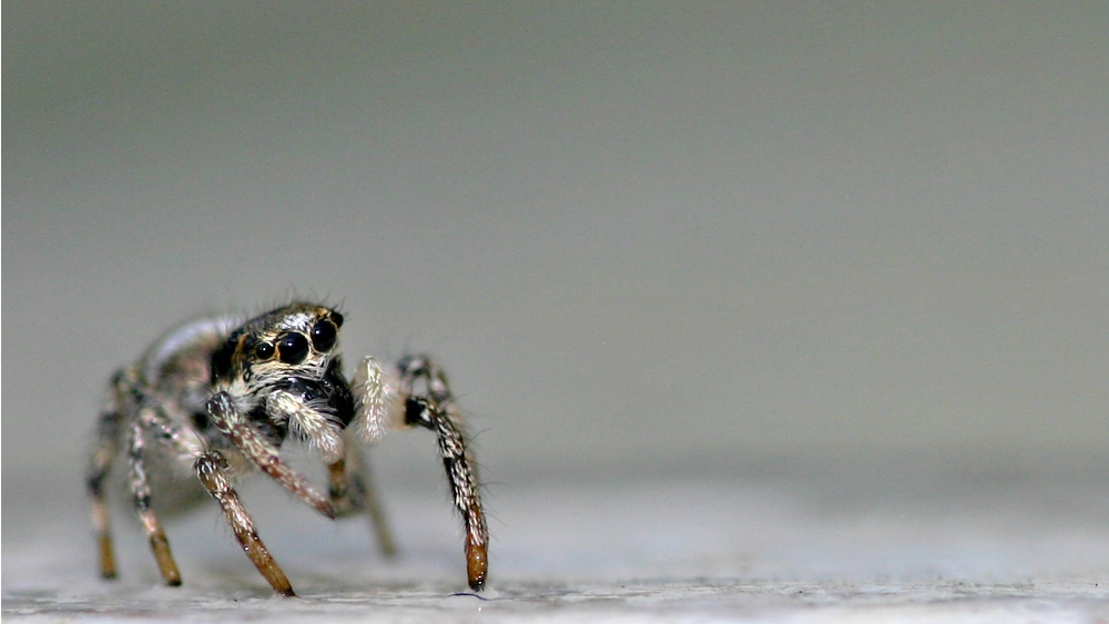 Seitenwind Zebra Springspinne ©DetlefTolke  