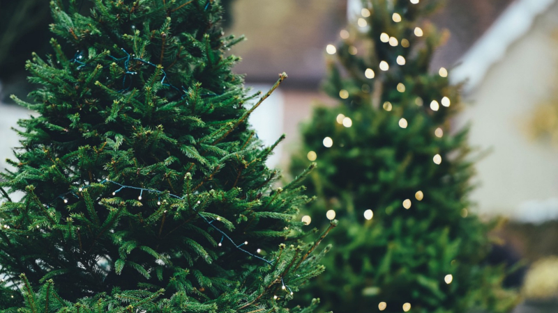 Jedes Jahr stellen sich viele die Frage, welcher Weihnachtsbaum soll es dieses Jahr sein ©Symbolfoto (Pixabay)