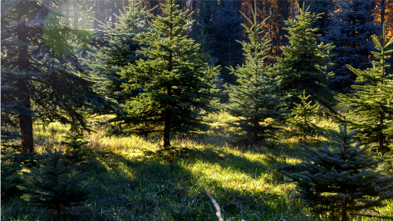 Schon jetzt kann man sich seinen Lieblingsbaum fürs Fest beim örtlichen Forstbetrieb reservieren ©Symbolfoto (Pixabay)