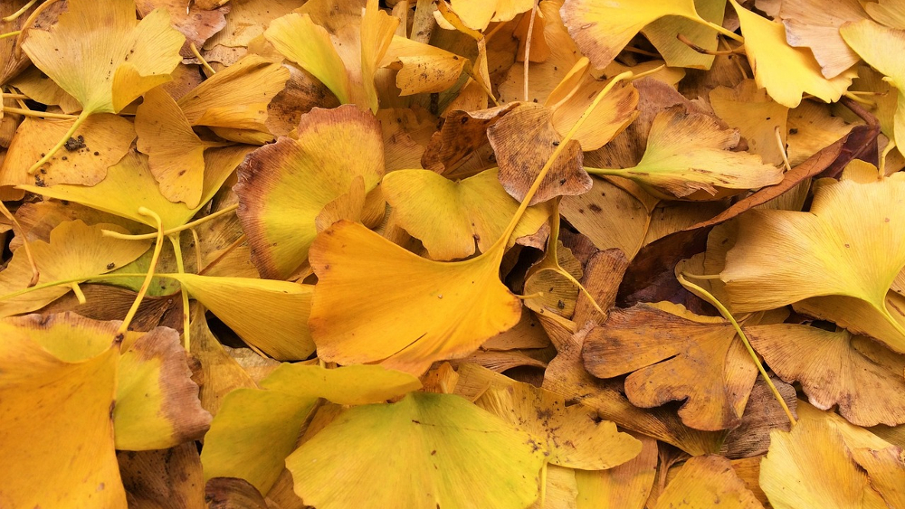 Acht städtische Wertstoffhöfe und fünf Annahmestellen für Grünabfall stehen für die Laubentsorgung in Dresden bereit. ©Symbolfoto (Pixabay)