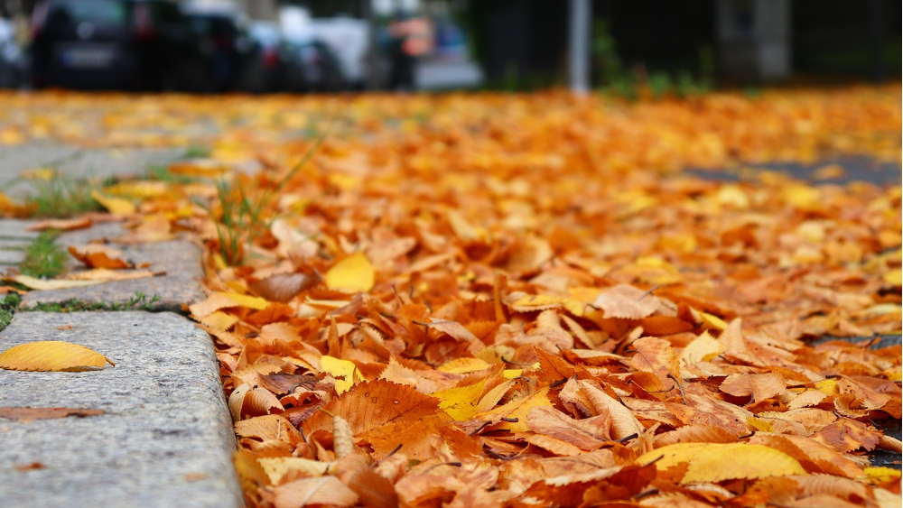 Acht städtische Wertstoffhöfe und fünf Annahmestellen für Grünabfall stehen für die Laubentsorgung in Dresden bereit. ©Symbolfoto (Pixabay)