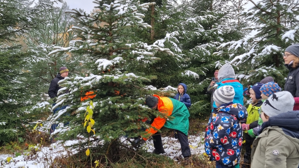Ein Weihnachtsbaum für die Grundschule in Dresden-Bühlau: Vor allem Termine, bei denen der Weihnachtsbaum mit Freunden und Familie selber eingeschlagen werden kann, sind sehr beliebt. © Marco Horn