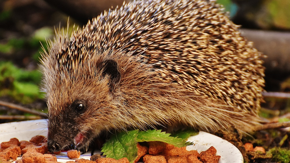 Der Igel ist das Tier des Jahres 2024 ©Symbolfoto (Pixabay)