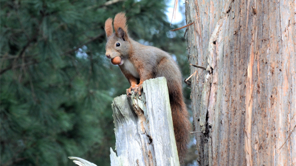 Eichhörnchen mit Haselnuss im Pillnitzer Schlosspark ©Jaqueline Gräfe