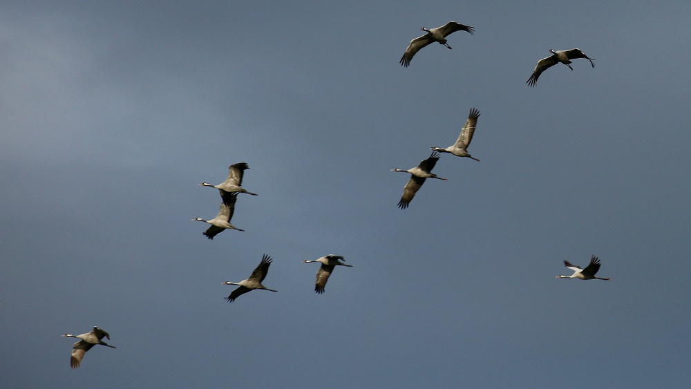 Kraniche .die Frühlingsboten oder auch Vögel des Glücks ©Bernhard Mlhens  (Pixabay)