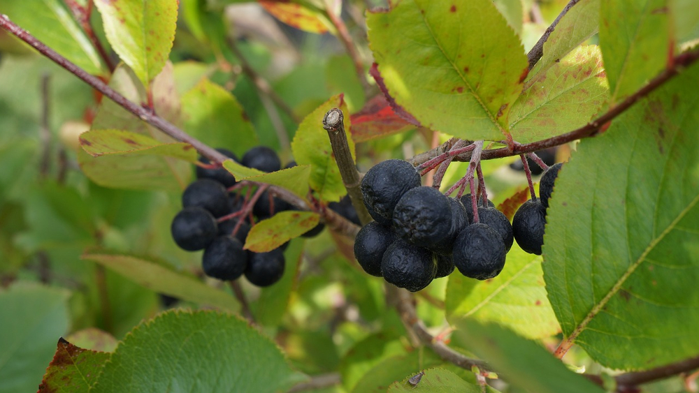 Aroniabeere bedeutendste Strauchbeere in Sachsen ©Symbolbild (Pixabay)