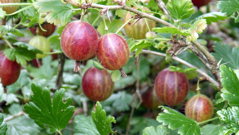 Stachelbeeren sind auch eine der meistgeernteten Beeren ©Symbolbild (Pixanay)